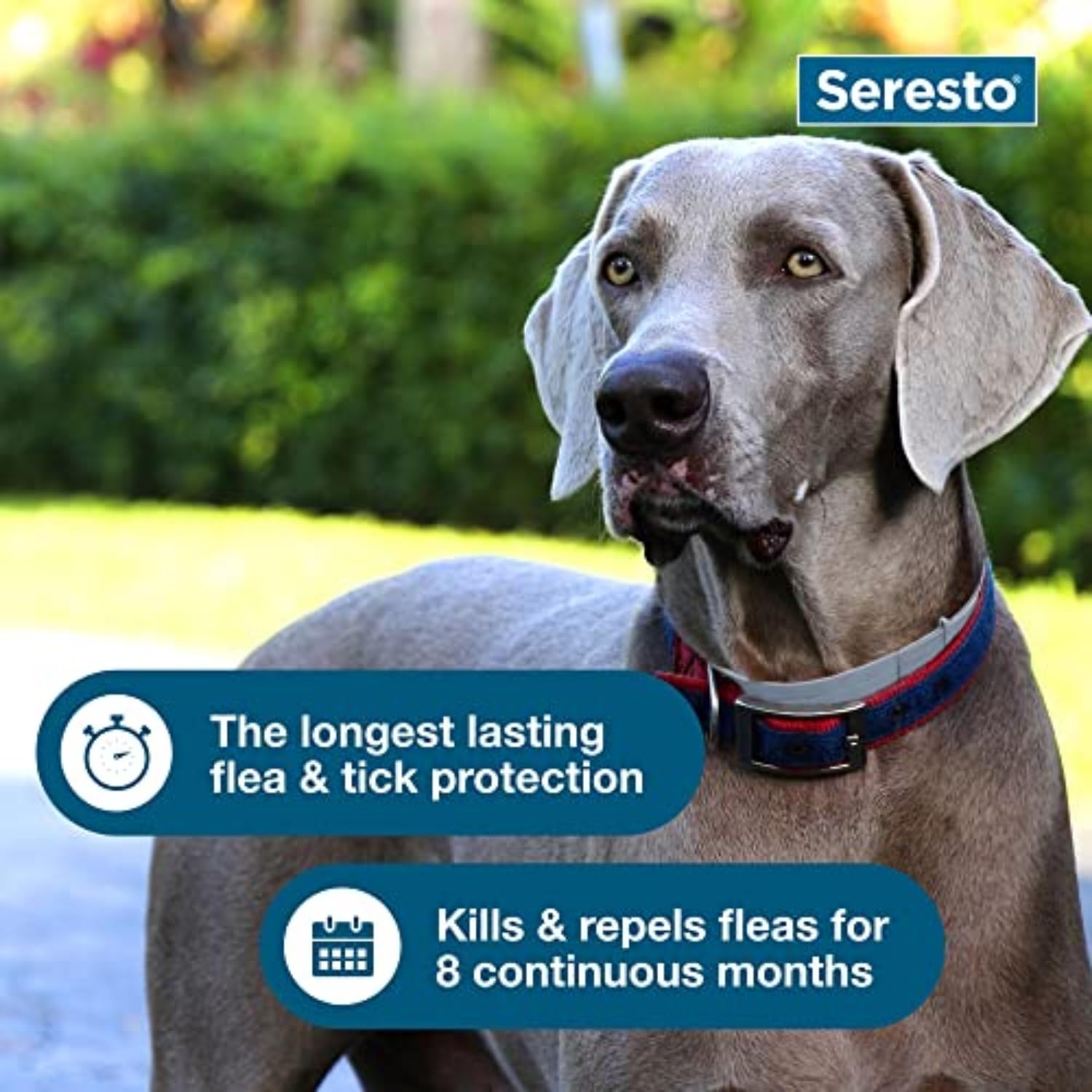 Seresto Large Dog Collar – 8-Month Flea & Tick Protection for Dogs Over 18 lbs