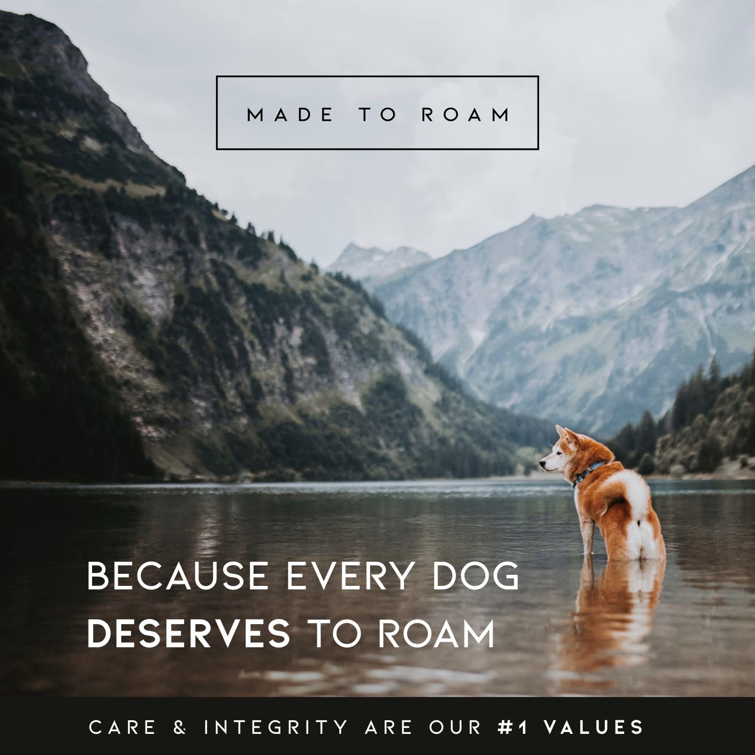 Made to ROAM Explorer Dog Collar – Heavy-Duty Nylon with Handle & Metal Buckle (Size 4, Afterlight)