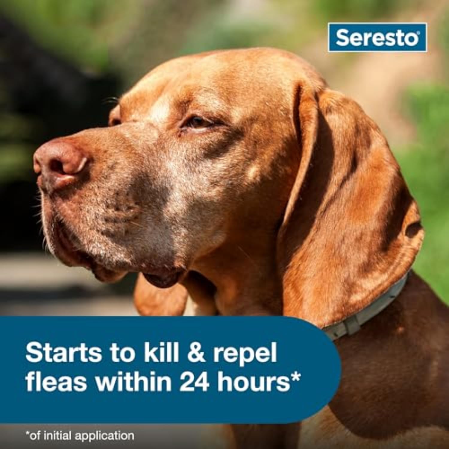 Seresto Large Dog Collar – 8-Month Flea & Tick Protection for Dogs Over 18 lbs