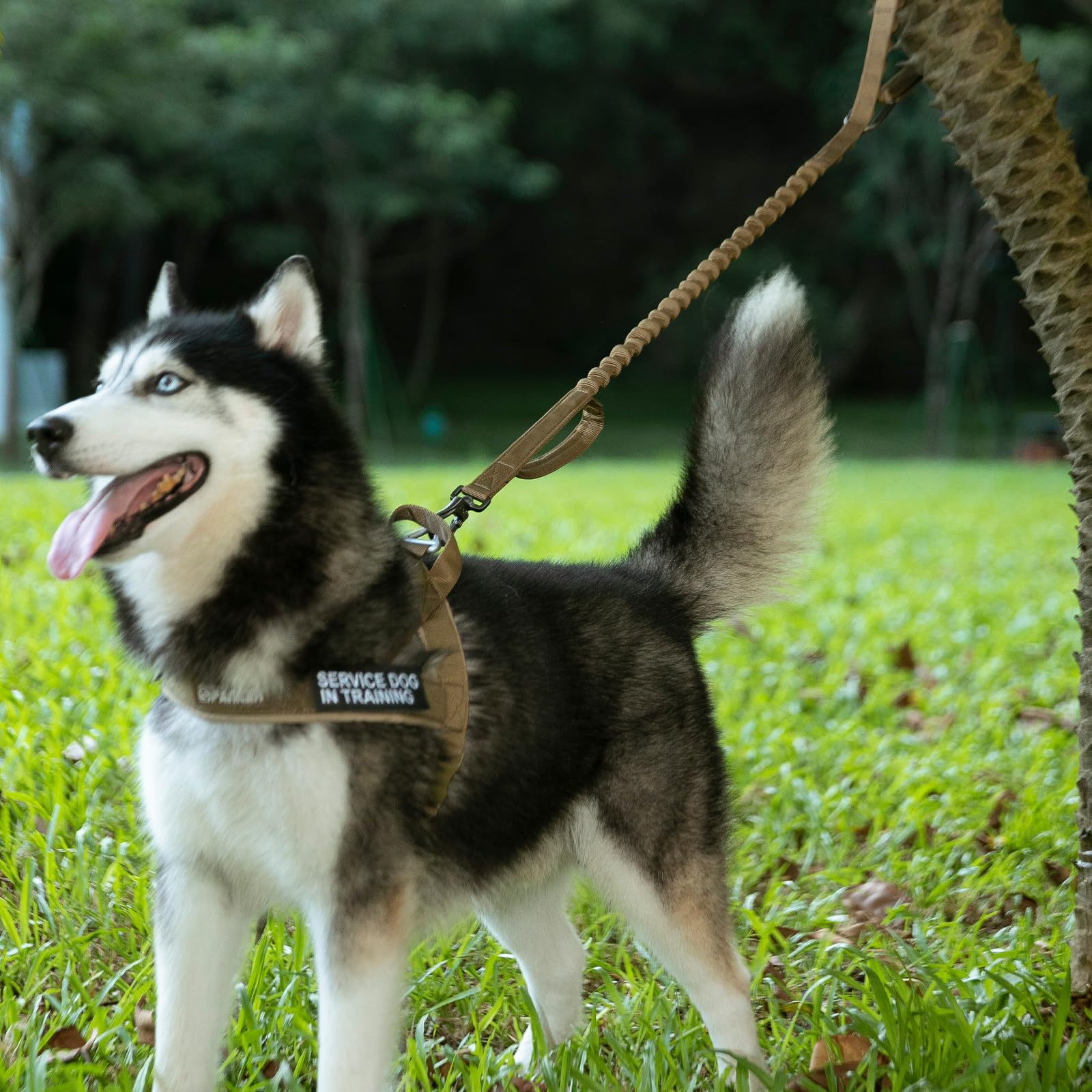 EXCELLENT ELITE SPANKER Tactical Dog Leash – Bungee Lead with Quick Release & Control Handles (Black) - Fenidog