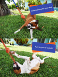 FENIDOG® Hanging Bungee Tug Toy for Dogs | Interactive Solo Play & Tug - of - War Exercise Toy - Fenidog