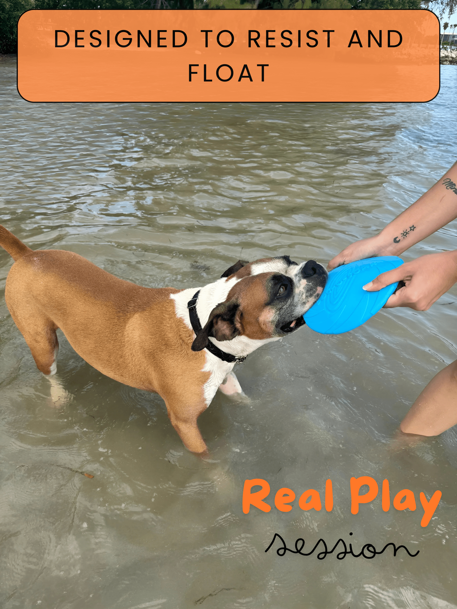 Fenidog Natural Rubber Dog Frisbee – Soft, Non - Toxic & Floats (Blue) - Fenidog