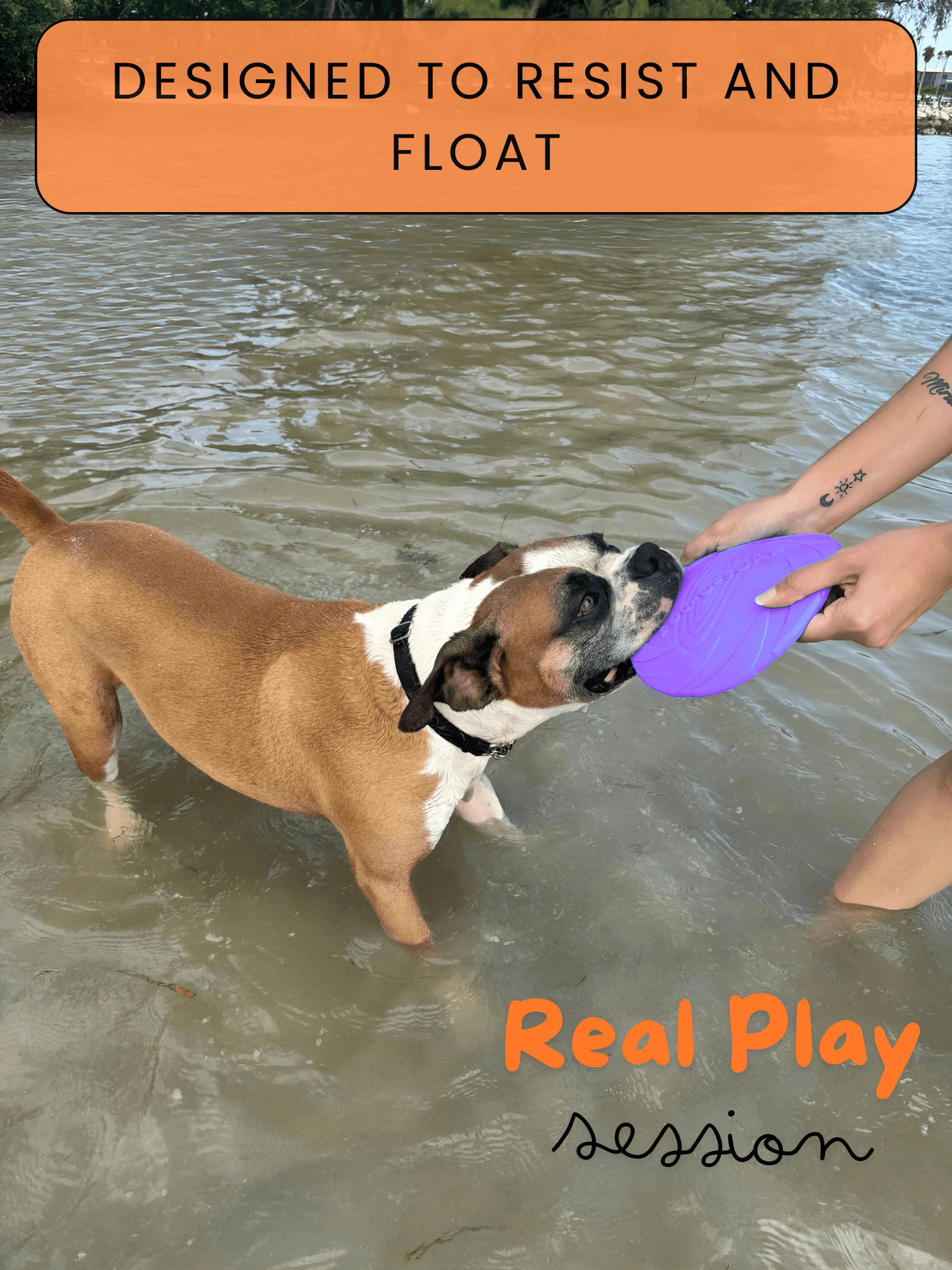 Fenidog Natural Rubber Dog Frisbee – Soft, Non - Toxic & Floats (Purple) - Fenidog