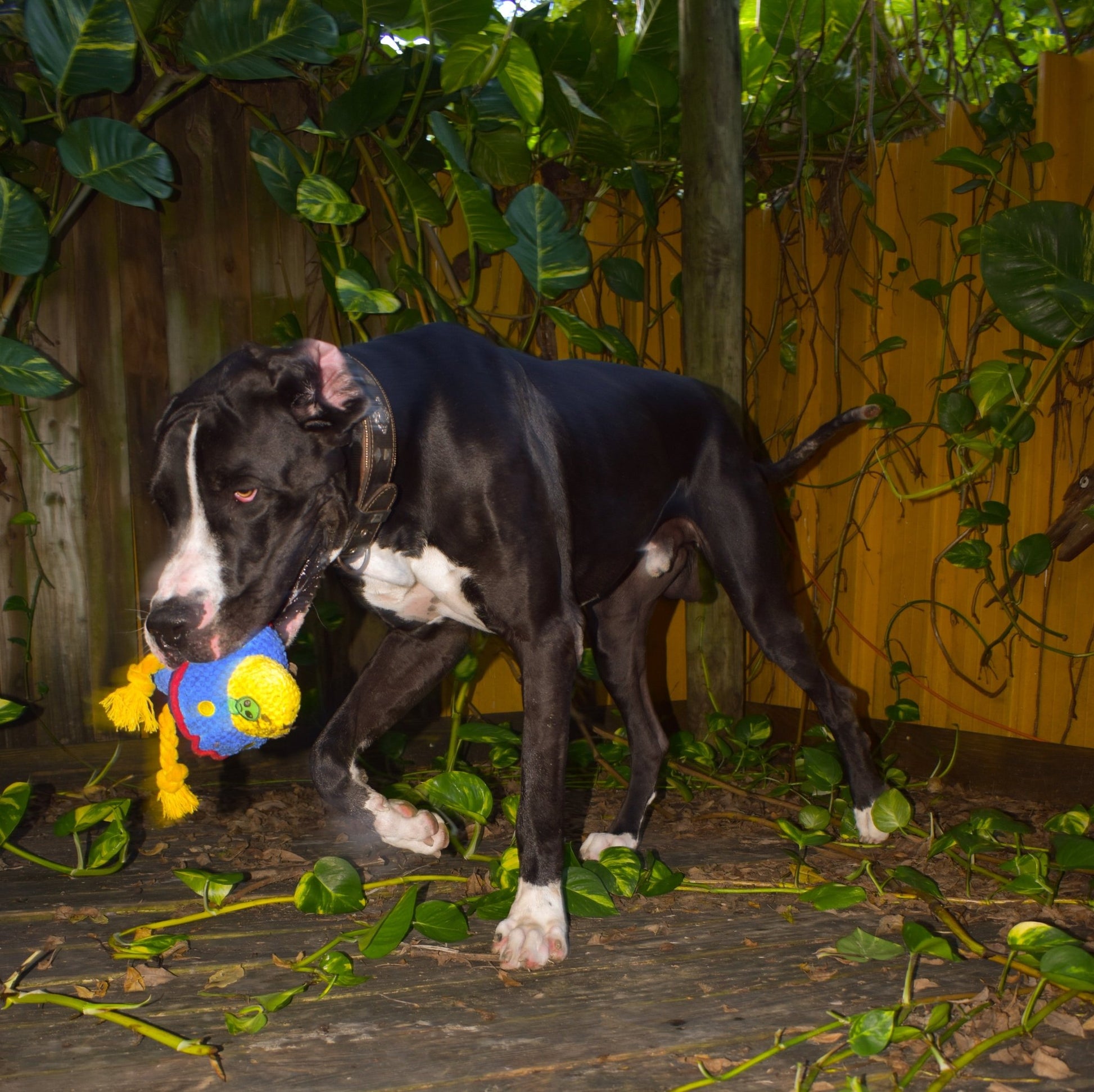 Fenidog Zog the Extraterrestrial squeaky plush interactive dog toy. Cute and durable Luxury UFO. - Fenidog