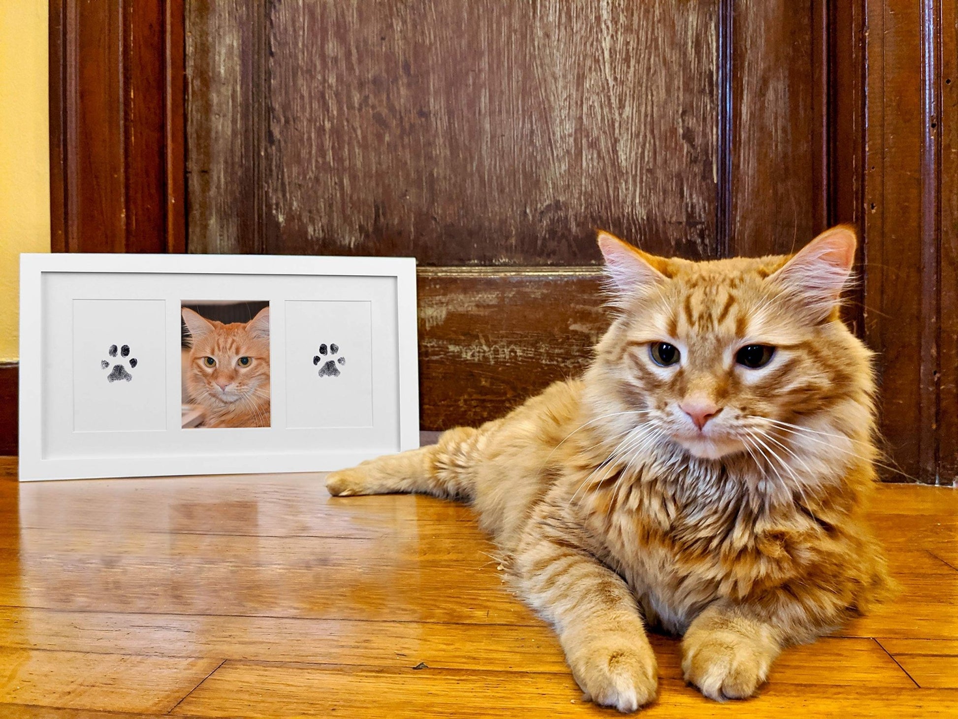 Green Pollywog Paw & Nose Print Kit – No - Mess Ink Pad Keepsake for Dogs & Cats - Fenidog