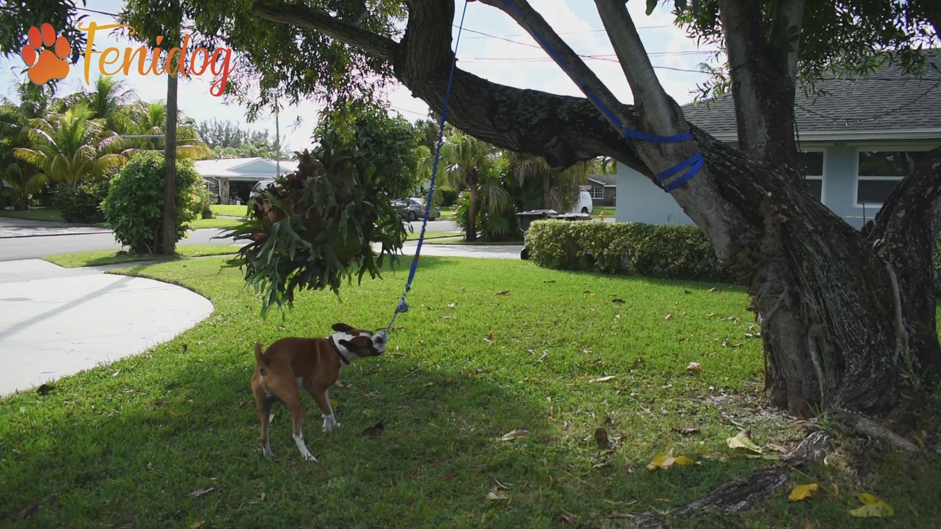 FENIDOG® Hanging Bungee Tug Toy for Dogs | Interactive Solo Play & Tug - of - War Exercise Toy - Fenidog